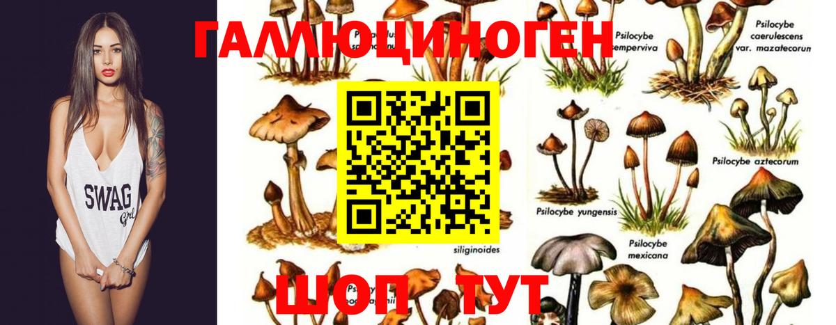 Псилоцибиновые грибы мицелий Фрязино